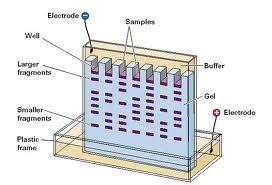 visualizing gel electrophoresis results|3.1: Gel Electrophoresis .